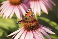 Schmetterling auf Echinacea (Sonnenhut)